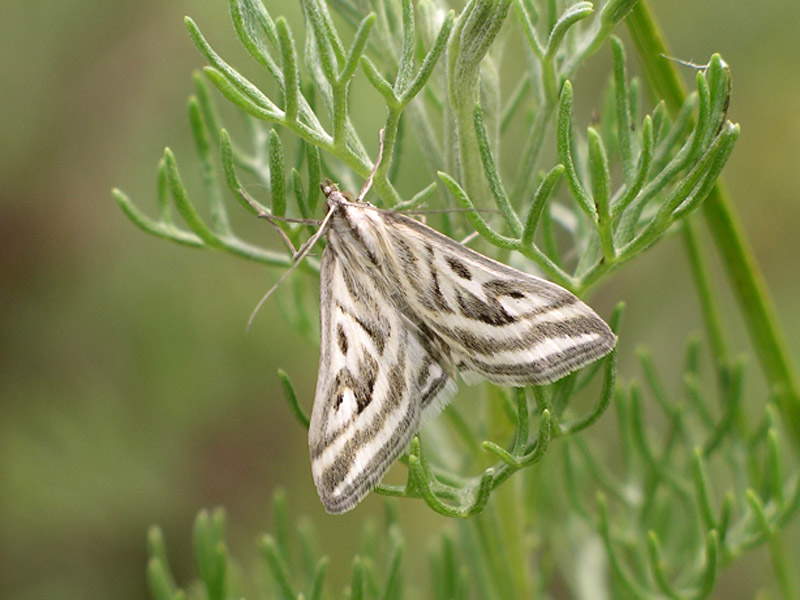 Loxostege aeruginalis